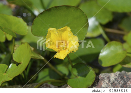 Yellow Floating Heart Yellow Floating Heart 92983318