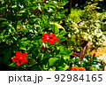 ハイビスカスが咲く　夏のフラワーガーデン 92984165