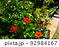 ハイビスカスが咲く　夏のフラワーガーデン 92984167