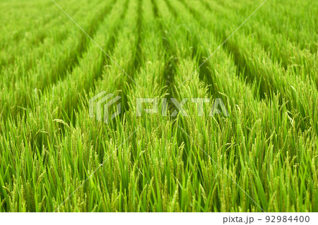 稲の花が咲くころのみずかがみの様子 92984400