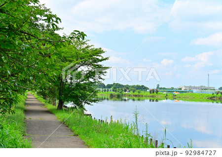 柴山沼の風景 埼玉県白岡市 柴山沼の風景 埼玉県白岡市 92984727