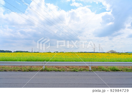 柴山沼から望むひまわり畑　埼玉県白岡市 92984729