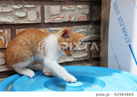 猫 動物 ペット 92984869
