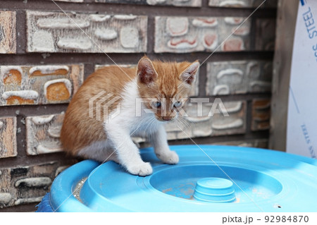 猫 動物 ペット 92984870