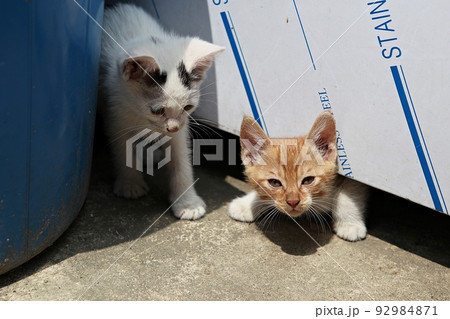 猫 動物 ペット 92984871
