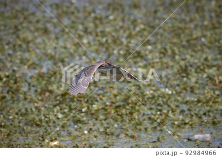 飛翔するホシゴイ／ゴイサギの幼鳥／瞬膜 92984966