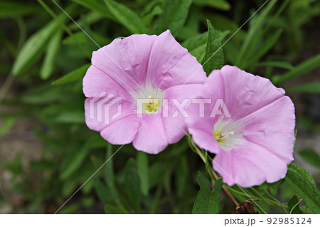 朝顔 花 花びら 92985124