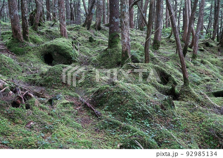 白駒の池周辺の原生林と苔の森 92985134