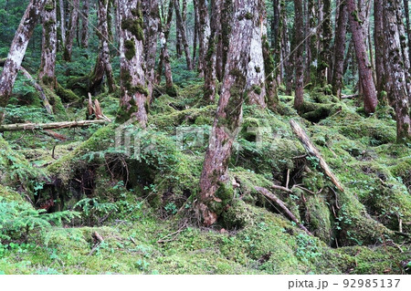 白駒の池周辺の原生林と苔の森 92985137