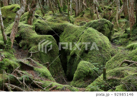 白駒の池周辺の原生林と苔の森 92985146