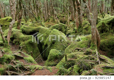 白駒の池周辺の原生林と苔の森 92985147
