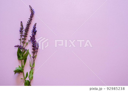Lavender flowers on pink background. Copy space. flat lay 92985238