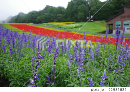 色とりどりの花が咲き誇るたんばらラベンダーパークの彩の丘の風景 92985625