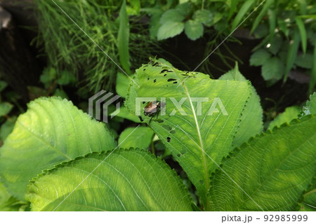 葉の上のマメコガネ 92985999