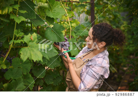 Close-up portrait of a happy multiethnic woman, wine grower, vintner harvesting ripe and juicy organic grapes in ecological vineyard. Viticulture. Agriculture. Agricultural hobby and business 92986887