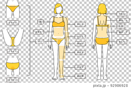 女性脫毛圖解全身和VIO 女性脫毛圖解全身和VIO 92986928