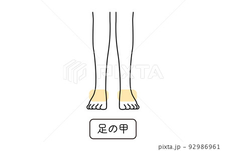 女性の脱毛イラスト パーツ別、足の甲 女性の脱毛イラスト パーツ別、足の甲 92986961