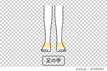 女性の脱毛イラスト パーツ別、足の甲 女性の脱毛イラスト パーツ別、足の甲 92986961