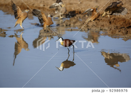African jacana in Kgalagadi transfrontier park, South Africa African jacana in Kgalagadi transfrontier park, South Africa 92986976