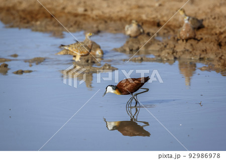 African jacana  in Kgalagadi transfrontier park, South Africa 92986978
