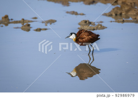 African jacana  in Kgalagadi transfrontier park, South Africa 92986979