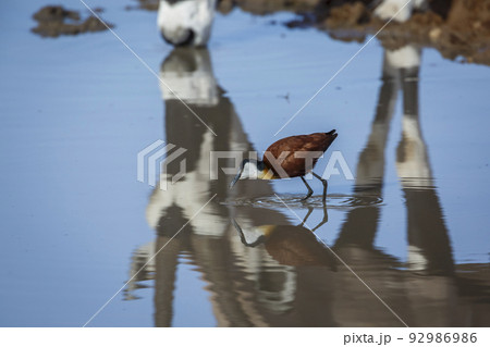 African jacana in Kgalagadi transfrontier park, South Africa African jacana in Kgalagadi transfrontier park, South Africa 92986986