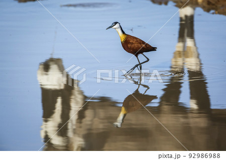African jacana  in Kgalagadi transfrontier park, South Africa 92986988