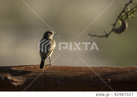 Familiar Chat in Kgalagadi transfrontier park, South Africa 92987027