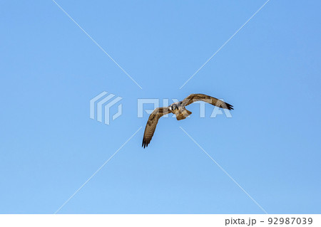Lanner Falcon in Kgalagadi transfrontier park, South Africa 92987039