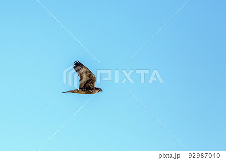 Lanner Falcon in Kgalagadi transfrontier park, South Africa 92987040