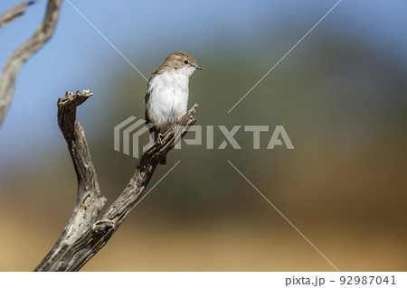 Mariqua Flycatcher in Kgalagadi transfrontier park, South Africa 92987041