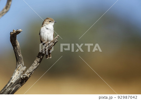 Mariqua Flycatcher in Kgalagadi transfrontier park, South Africa 92987042