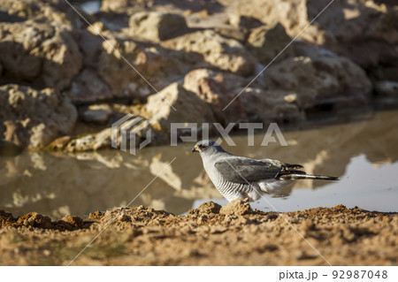 Pale Chanting-Goshawk in Kgalagadi transfrontier park, South Africa 92987048