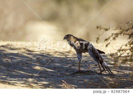 Pale Chanting-Goshawk in Kgalagadi transfrontier park, South Africa 92987064
