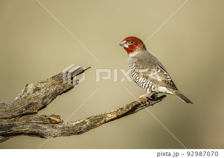 Red headed Finch in Kgalagadi transfrontier park, South Africa 92987070