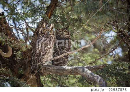 Spotted Eagle-Owl in Kgalagadi transfrontier park, South Africa 92987078