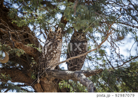 Spotted Eagle-Owl in Kgalagadi transfrontier park, South Africa Spotted Eagle-Owl in Kgalagadi transfrontier park, South Africa 92987079