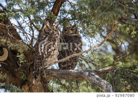 Spotted Eagle-Owl in Kgalagadi transfrontier park, South Africa Spotted Eagle-Owl in Kgalagadi transfrontier park, South Africa 92987080