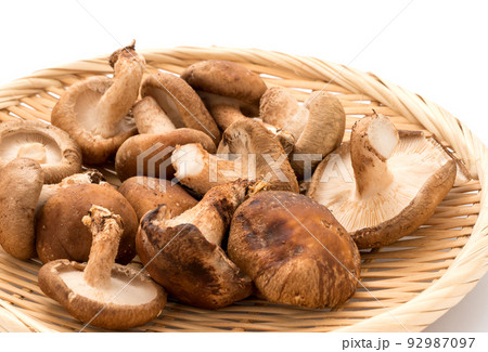 生椎茸のアップ画像 生椎茸のアップ画像 92987097
