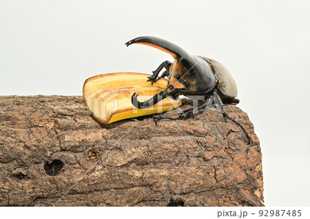 ヘラクレスオオカブト オス 165mm ヘラクレスオオカブト オス 165mm 92987485