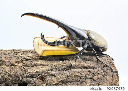 ヘラクレスオオカブト　オス　165mm 92987486