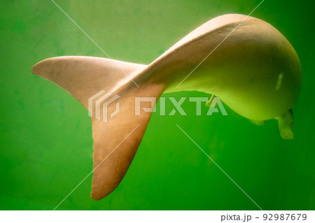 ジュゴンの尾びれ ジュゴンの尾びれ 92987679