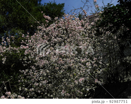 栗源の春 92987751