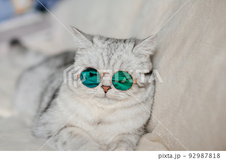 Portrait of White Cat wearing glasses,pet fashion concept.White cat lying on bed. 92987818