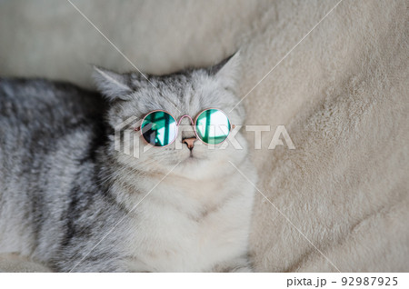 Scottish cat wears blue glasses. Light gray fluffy kitty. Scottish cat wears blue glasses. Light gray fluffy kitty. 92987925