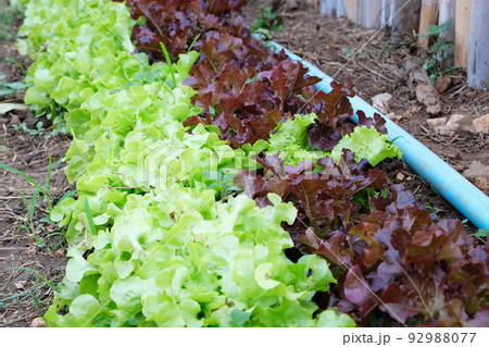 Organic vegetable plots in the countryside, farm concept 92988077