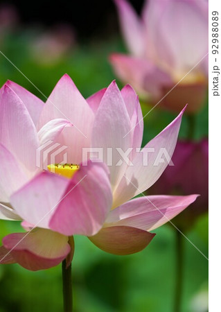 蓮の花・アップ・縦構図 蓮の花・アップ・縦構図 92988089