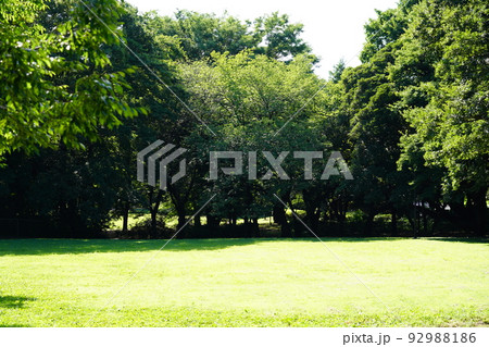 砧公園 92988186