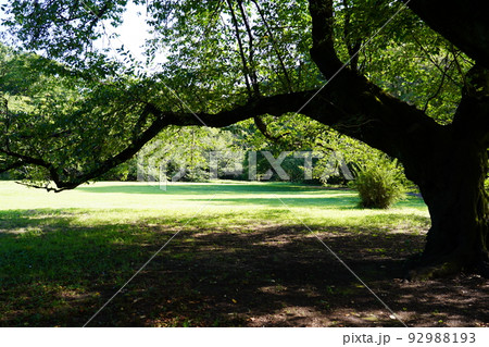 砧公園 砧公園 92988193