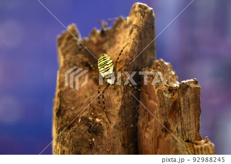 Poisonous wasp spider Argiope bruennichi sits on a tree on a blue background. Poisonous wasp spider Argiope bruennichi sits on a tree on a blue background. 92988245